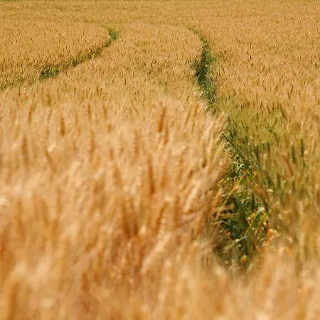 Lovely In With Forest Nearby