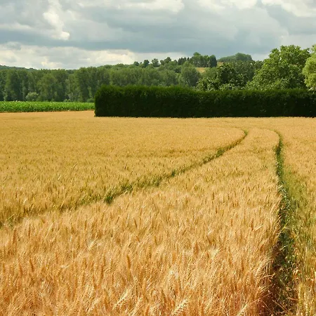 Lovely In With Forest Nearby