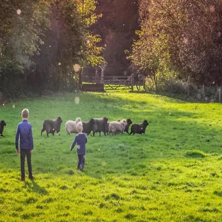 Lovely In With Forest Nearby