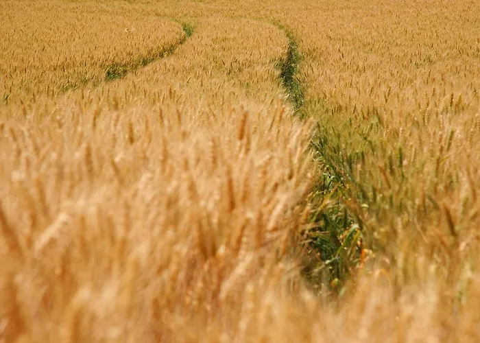 Lovely In With Forest Nearby