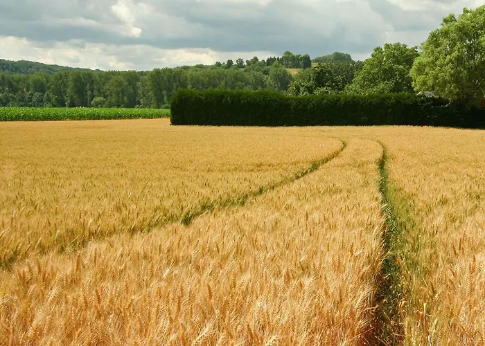 Lovely In With Forest Nearby