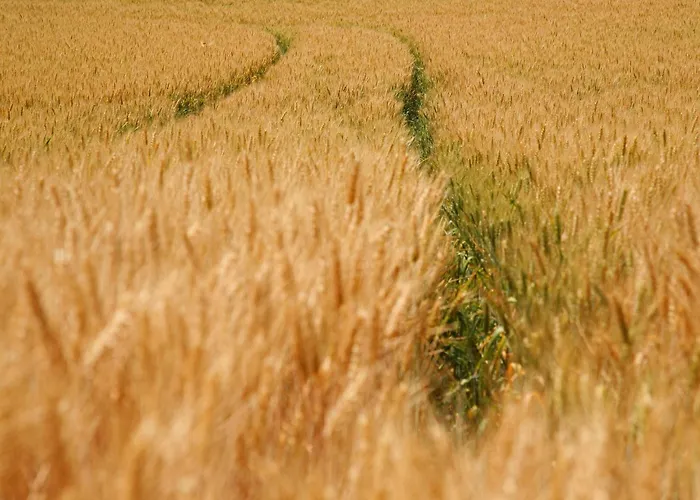 Lovely In With Forest Nearby Wijlre