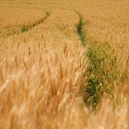 Lovely In With Forest Nearby Wijlre